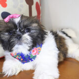 Bunny Shih Tzu 02