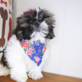 Bunny Shih Tzu 03