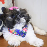 Bunny Shih Tzu 04