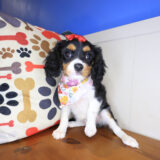 Camila Cavapoo 01