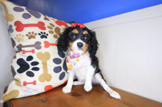 Camila Cavapoo 01