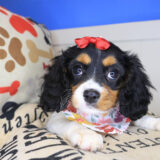 Camila Cavapoo 02
