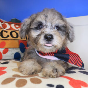 Capri Bichapoo 01