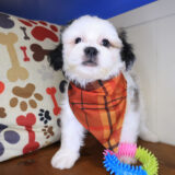 Cardi Shih Chon 01