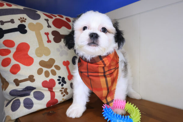 Cardi Shih Chon 01