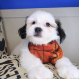 Cardi Shih Chon 02