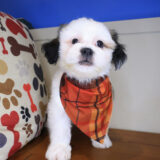 Cardi Shih Chon 03