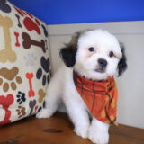 Cardi Shih Chon 04