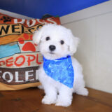 Cedar Bichon Frise 01