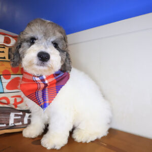 Chewie Bichapoo 01