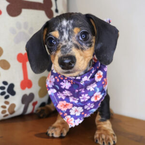 Chi Chi Dachshund 01
