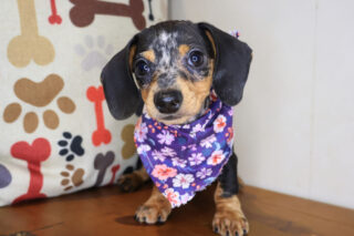 Chi Chi Dachshund 01
