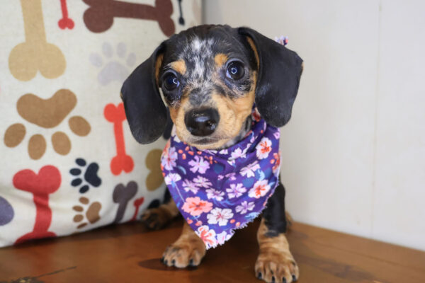 Chi Chi Dachshund 01