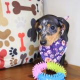Chi Chi Dachshund 02