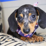 Chi Chi Dachshund 03