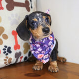 Chi Chi Dachshund 04