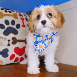Chicky Cavachon 01