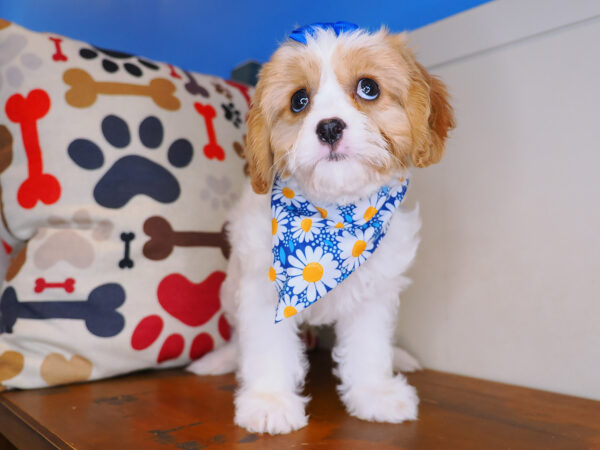Chicky Cavachon 01