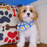 Chicky Cavachon 03