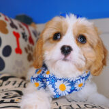 Chicky Cavachon 04