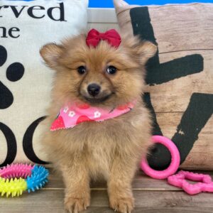 Chili Pomeranian 01