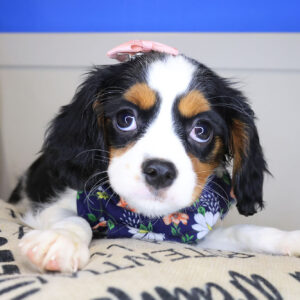 Clover Cavapoo 01