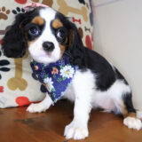 Clover Cavapoo 04