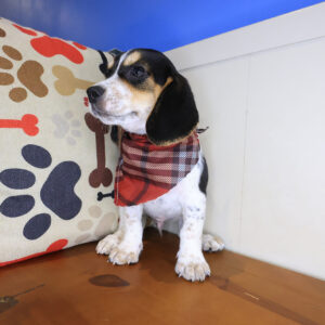 Clyde Beagle 01