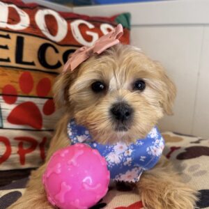 Coco Shorkie 01
