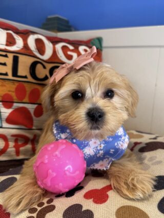 Coco Shorkie 01