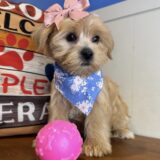 Coco Shorkie 02