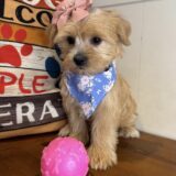 Coco Shorkie 03