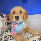 Comet Golden Retriever 01