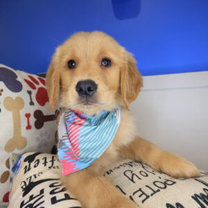 Comet Golden Retriever 01