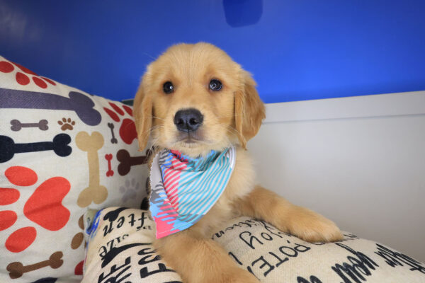Comet Golden Retriever 01