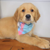 Comet Golden Retriever 02