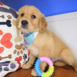 Comet Golden Retriever 03