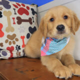 Comet Golden Retriever 04