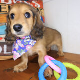 Cricket Dachshund 02