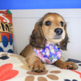 Cricket Dachshund 03