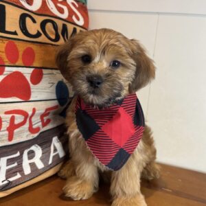 Danger Shorkie 01