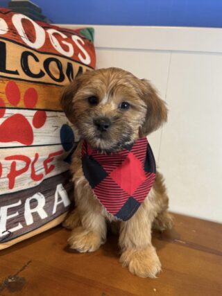 Danger Shorkie 01
