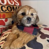 Danger Shorkie 02