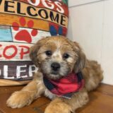 Danger Shorkie 03