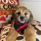 Danger Shorkie 04