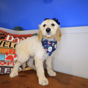 Dixie Labradoodle 01