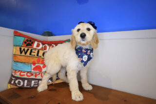 Dixie Labradoodle 01