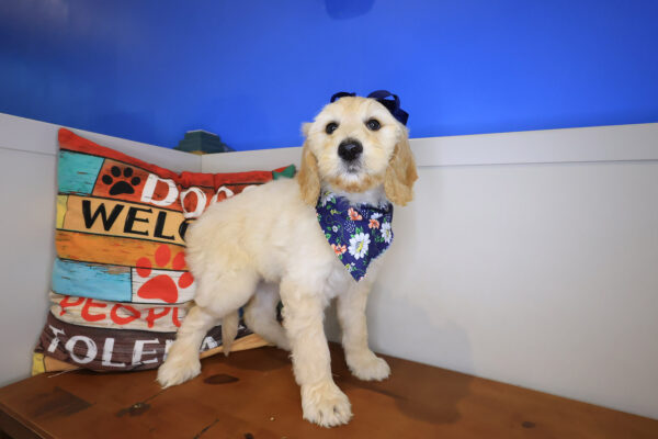 Dixie Labradoodle 01