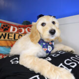 Dixie Labradoodle 02