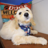 Dixie Labradoodle 03